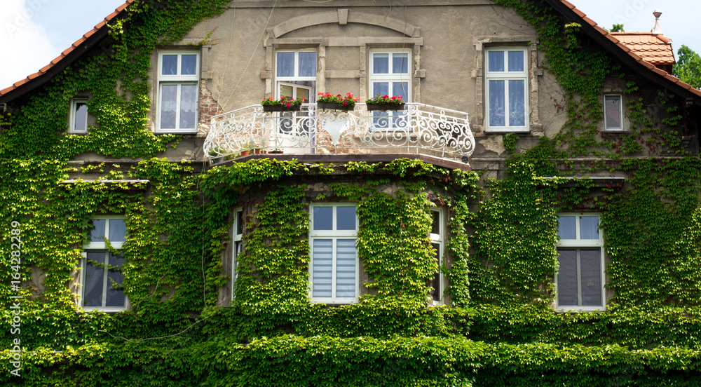 Facade of house with balcony are covered with green ivy