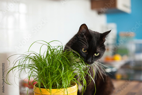 Fototapeta Naklejka Na Ścianę i Meble -  Black cat eating cat grass