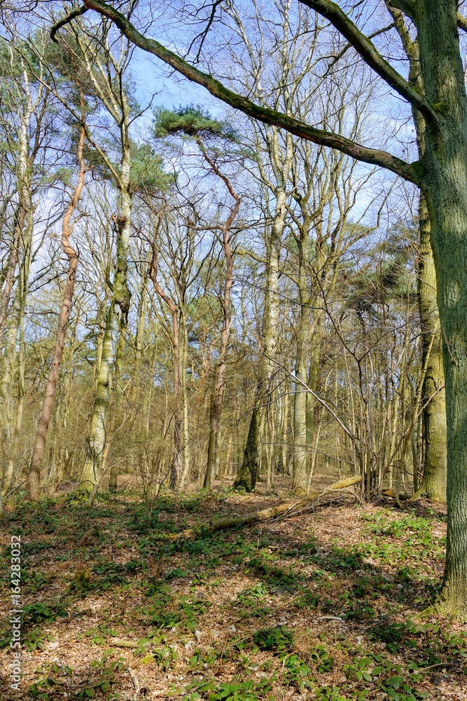 Fototapeta premium En forêt