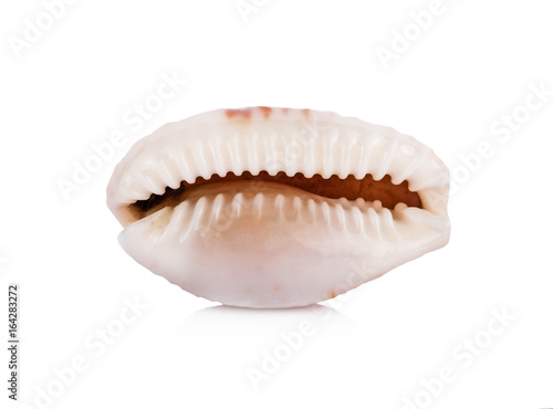 Sea shell isolate on white background