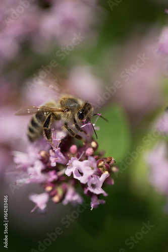 Bee on flower