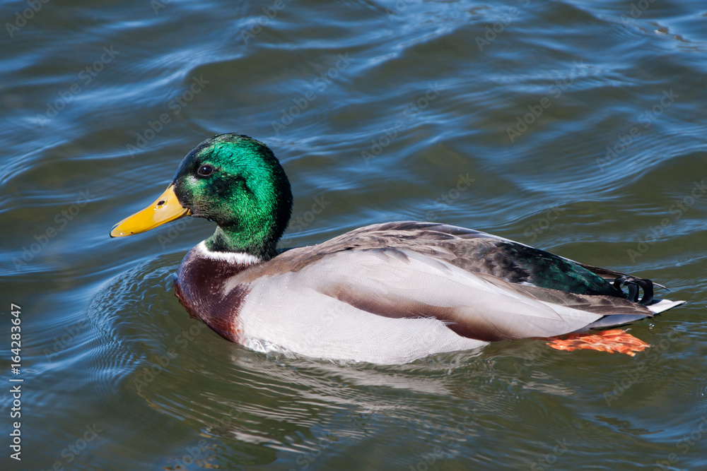 Obraz premium duck on the lake