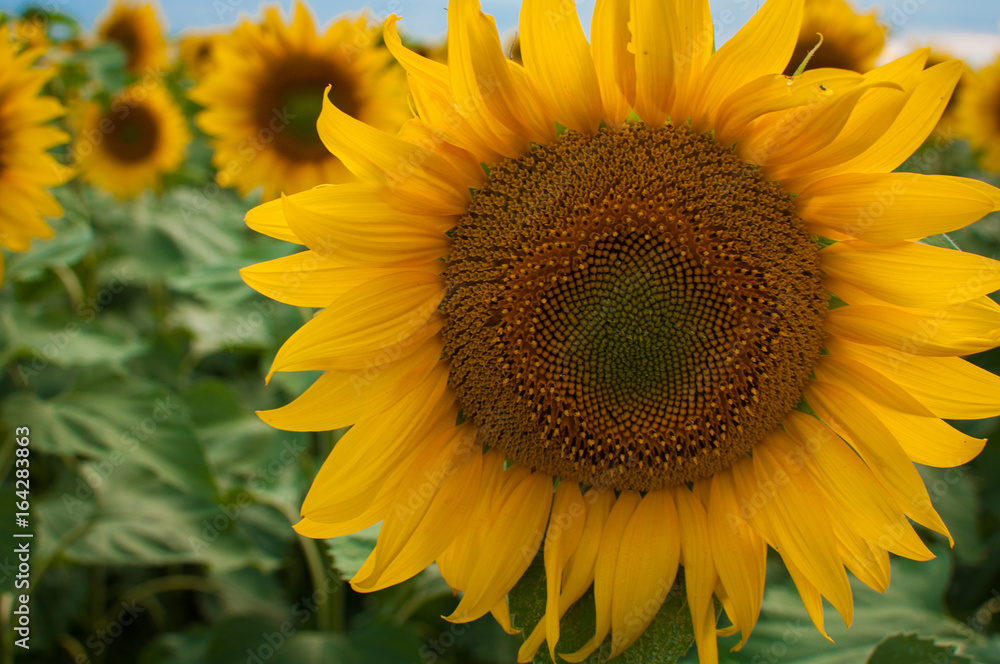 Obraz premium Blooming sunflower