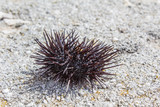 A sea urchin on the beach in Croatia