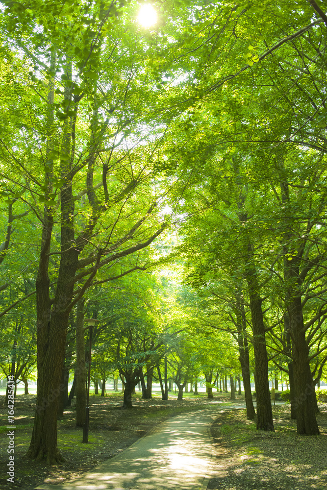 Fototapeta premium 公園 道