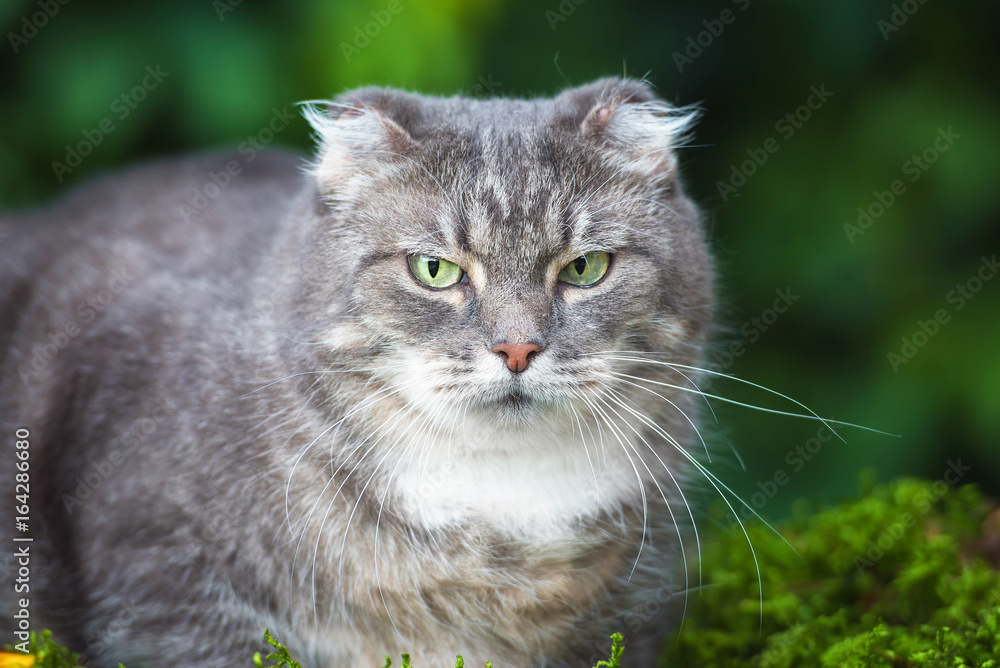 Grey scottish fold cat outdoors
