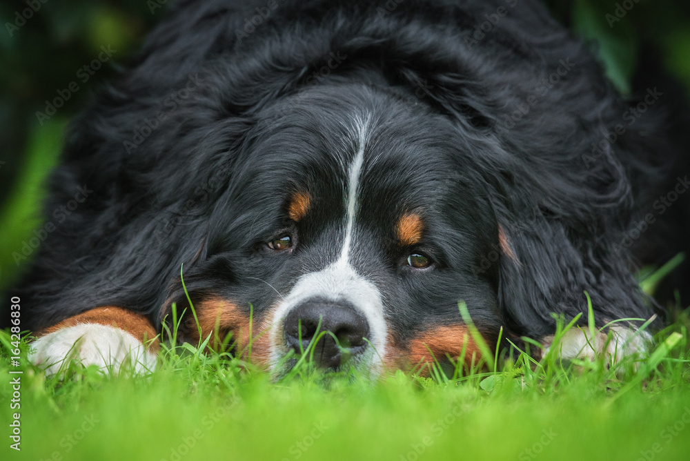 Bernese mountain dog sleeping on the lawn