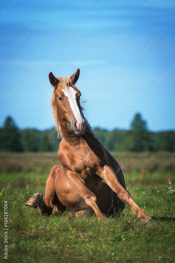 Obraz premium Funny horse sitting on the field