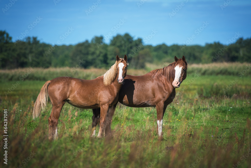 Two beautiful horses standing on the pasture in summer