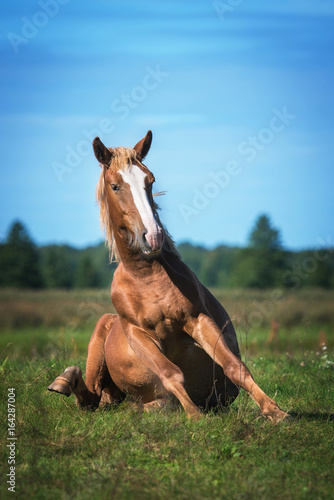 Funny horse sitting on the field