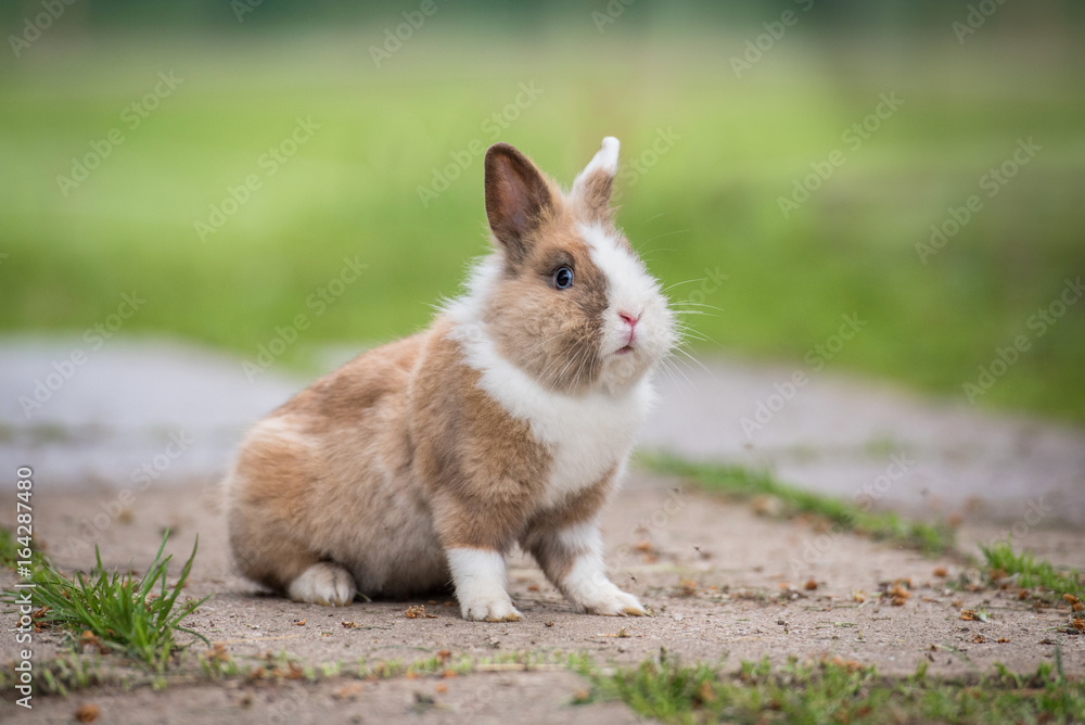 Little rabbit walking outdoors Little rabbit walking outdoors