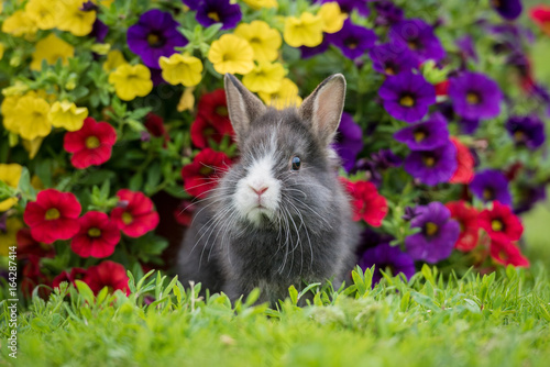 Adorable little rabbit in the garden