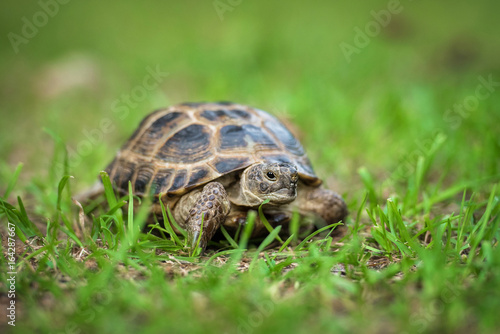 The central asian tortoise on the grass