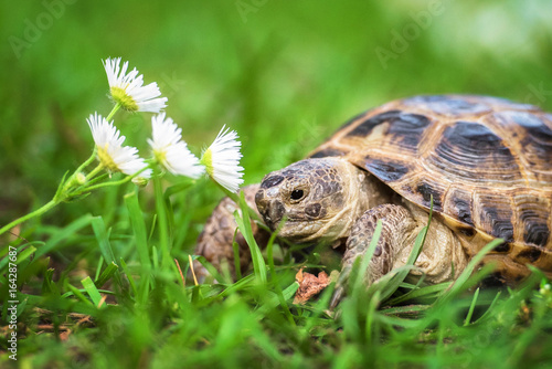 Little tortoise smelling a flower