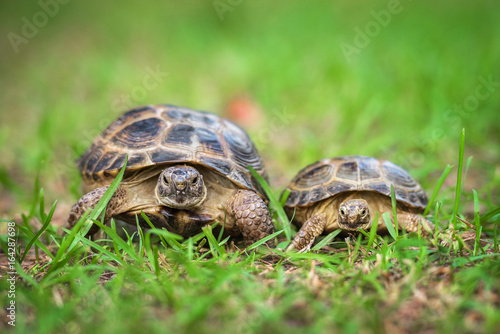 Two tortoises on the grass