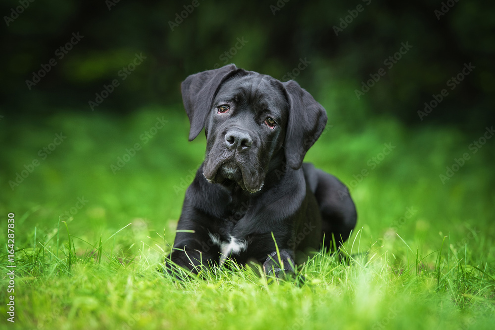 Cane corso puppy lying on the grass Cane corso puppy lying on the grass
