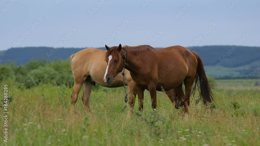 two horses on pasture two horses on pasture