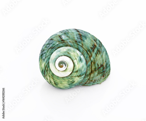 Beautiful seashell isolated on white background, nautical spiral shell , closeup