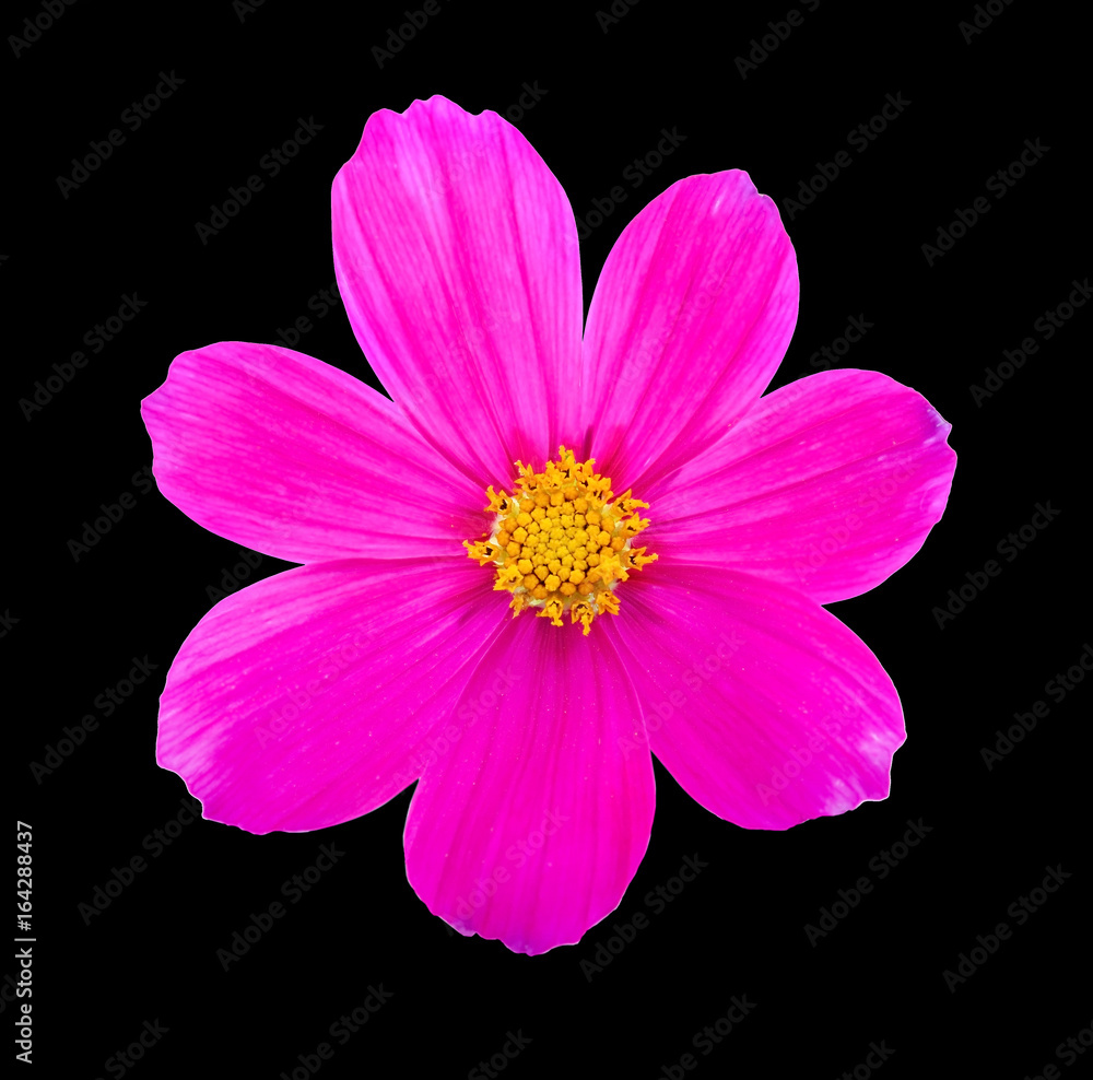 Comos flower isolated on black background