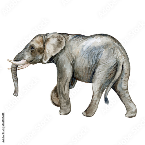 African elephant isolated on white background. Watercolor. Illustration. Template. © Yuliia