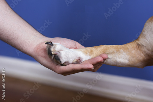 Man and Dog Shaking Hands