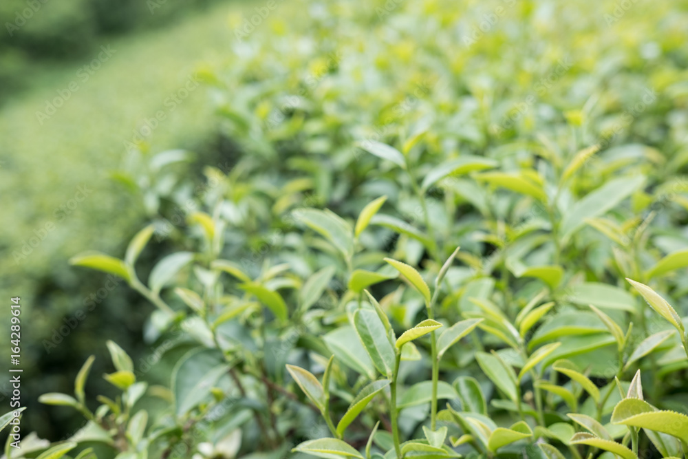 tea plantation. fresh green and white tea leaves. agriculture, farm, rural