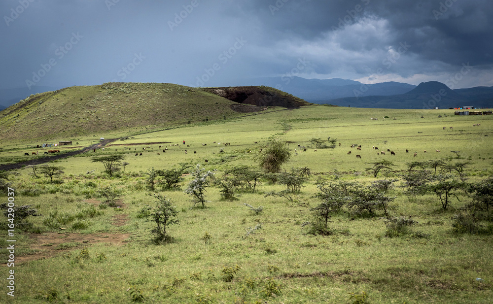 Obraz premium Landscape with a herd of cows, acacia and a hill under a thunderstorm in Africa