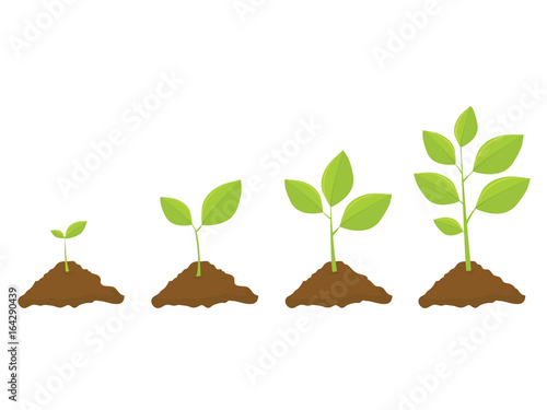 Plants Growing In The Ground