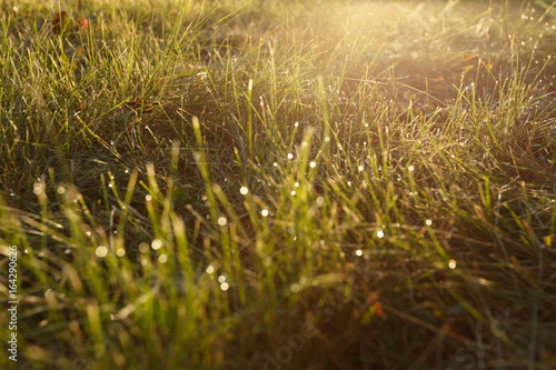 Dew on the grass in backlight photo