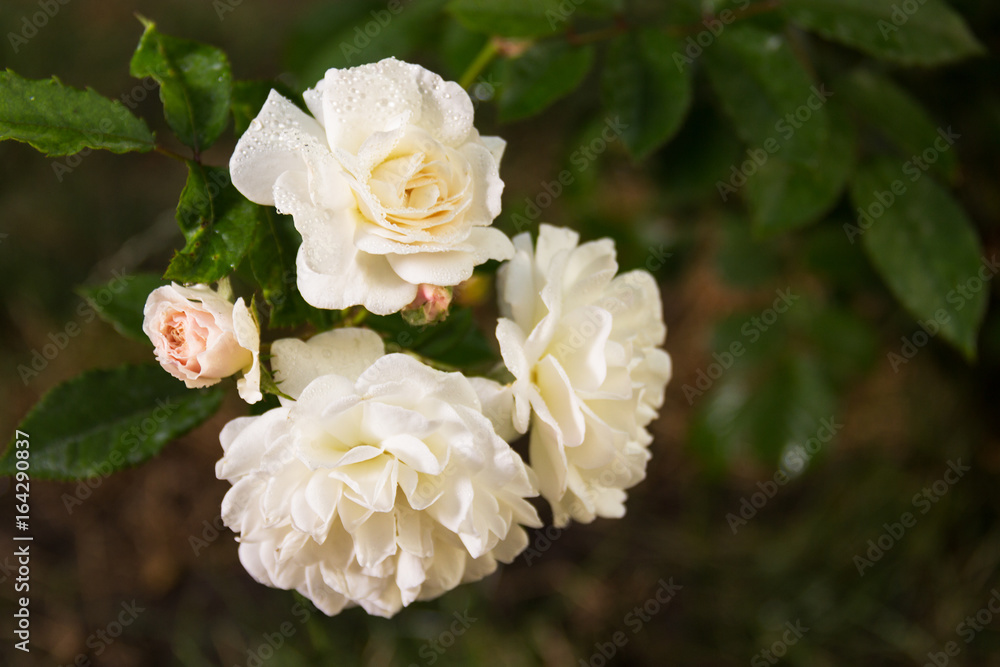 Branch with white roses with drops of dew on a background of green grass. White roses with dew on a natural background. Branch with white roses with drops of dew on a background of green grass. White roses with dew on a natural background.