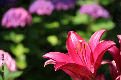 Fototapeta Naklejka Na Ścianę i Meble -  Blüte einer pinken Lilie vor Hortensienblüten
