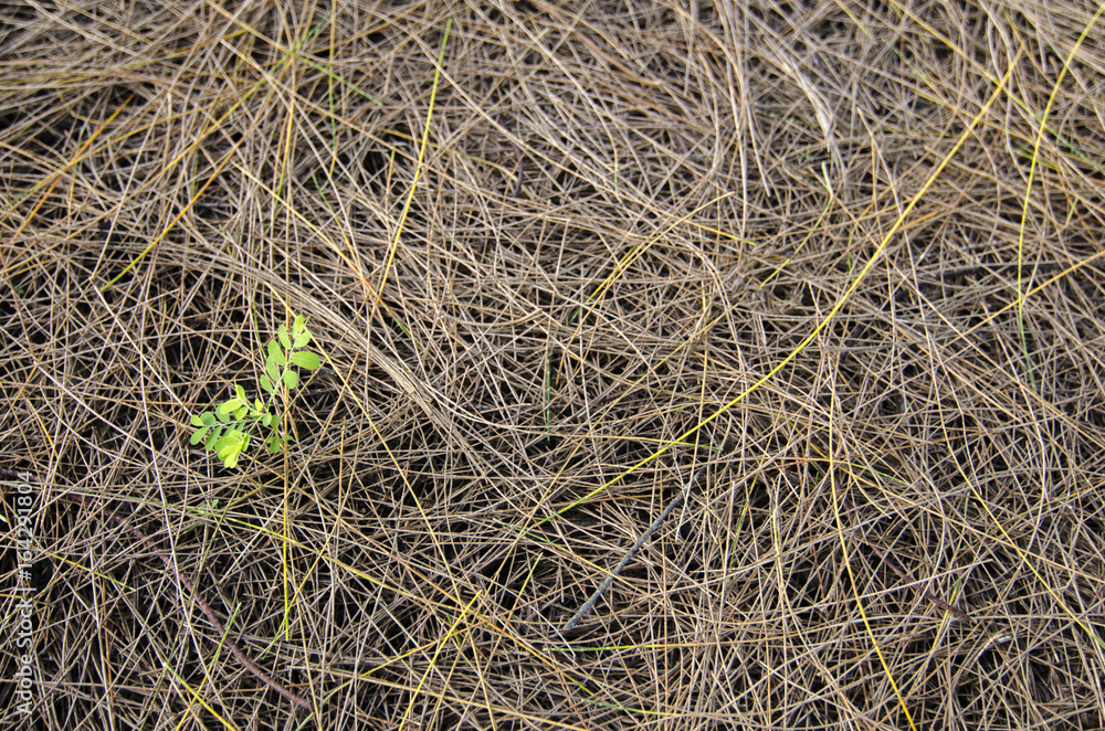 green tiny bud on the ground with dry casuarina leaves green tiny bud on the ground with dry casuarina leaves