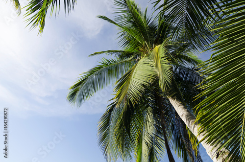 look up view of the coconut tree to reveal the beautiful blue sky background and coconut tree leaves
