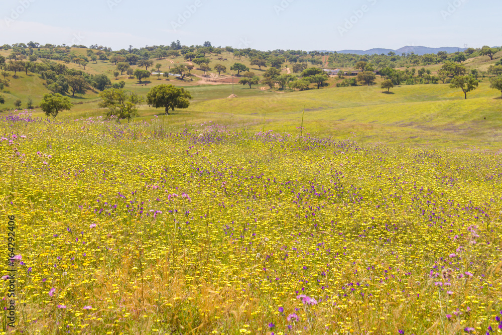 Flowers field in Vale Seco, Santiago do Cacem