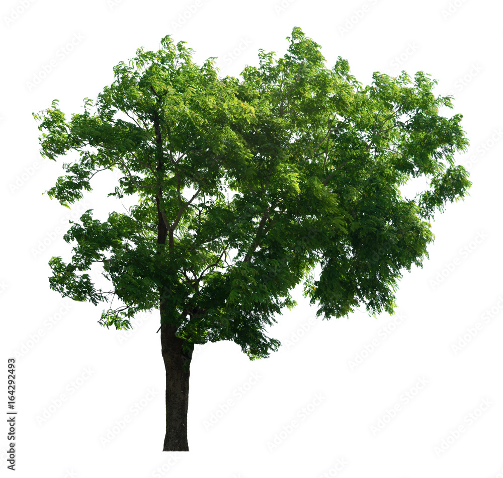 tree of Isolated on white background tree of Isolated on white background