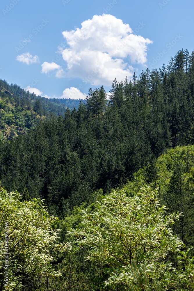 Tara Mountain Panoramic View with Blue Sky and Pine Forest