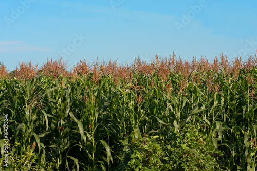 Feild of young corn maze plants.