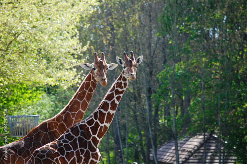 Girafes en Couple