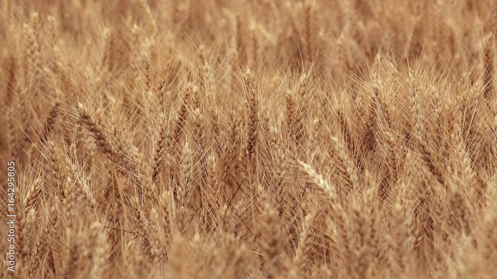 Ripe wheat landscape swaying on wind Ripe wheat landscape swaying on wind