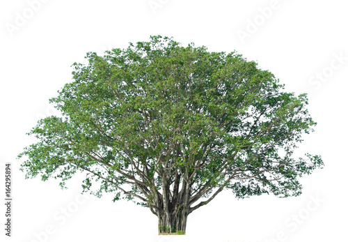 tree of Isolated on white background 