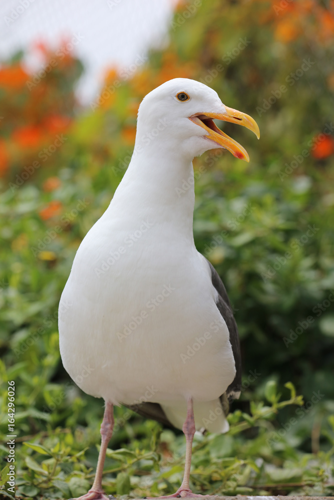 Westmöwe (Larus occidentalis) in Kalifornien. USA Westmöwe (Larus occidentalis) in Kalifornien. USA