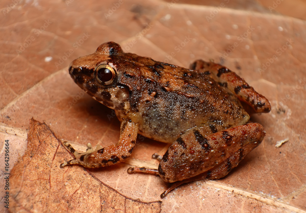 Obraz premium Macro image of a female Rhinoceros frog on leaf litter