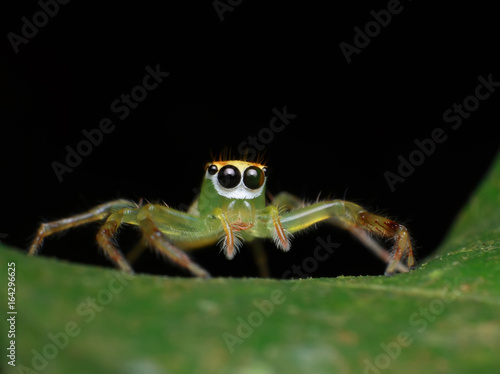 Macro image of a green jumping spider on green leaf