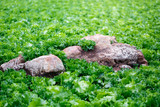 lettuce field with rocks