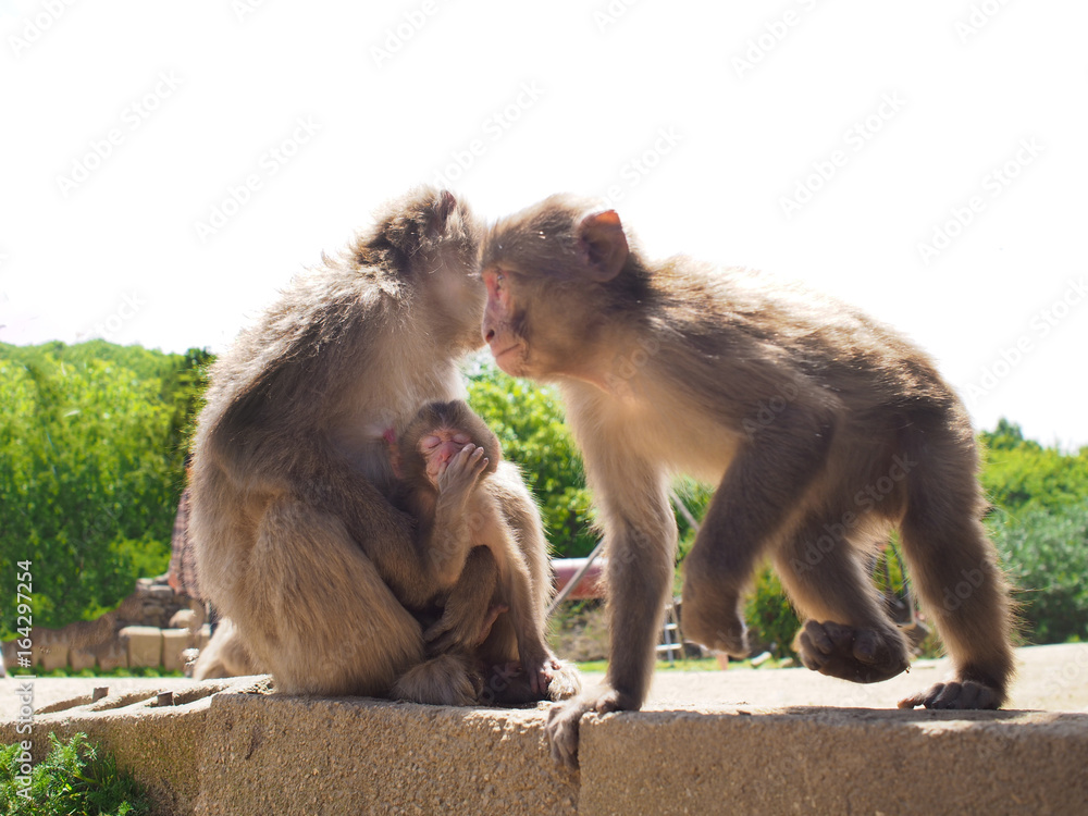 Naklejka premium 猿 