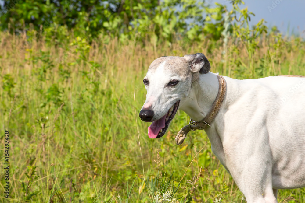 English greyhound standing in the grass on a green meadow
