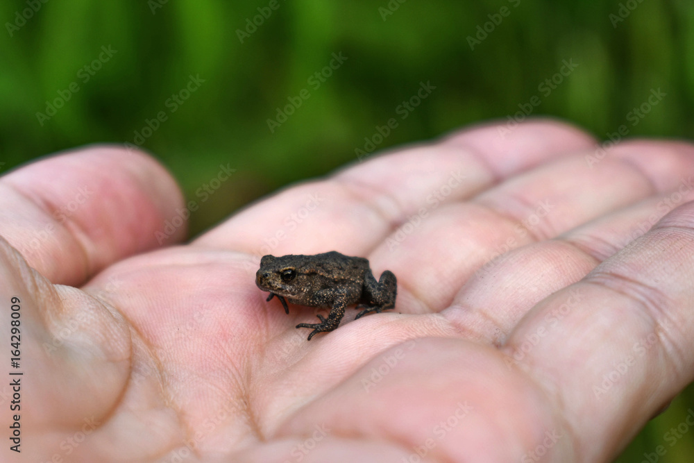 A little frog on his arm. A little frog on his arm.