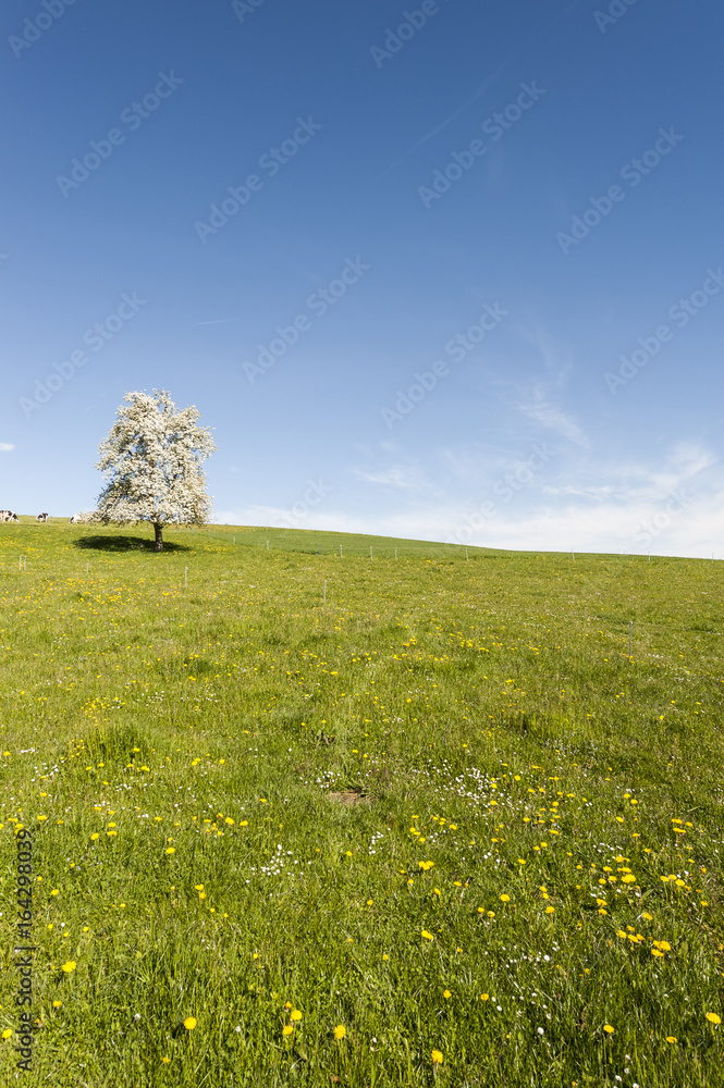 Cows, meadow and flowering trees in Switzerland