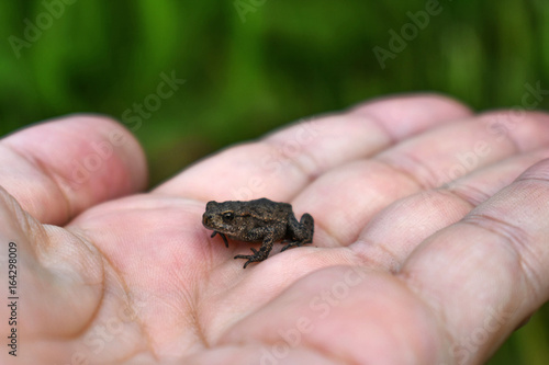A little frog on his arm.