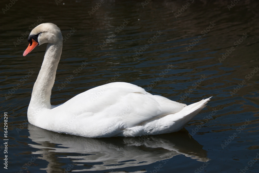 swan swan